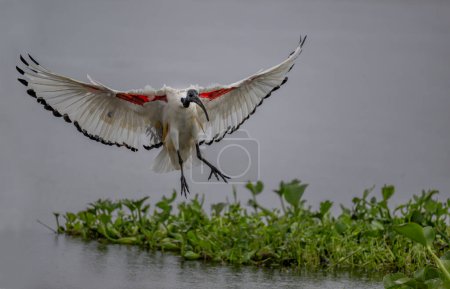 Ibis or ibis is the common name of the long-legged and bare-headed bird species that form the Threskiornithinae subfamily. The name Ibis comes from the Greek word Ibis.