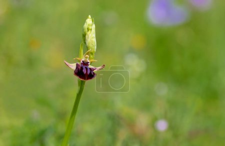 Photo for Bee orchid flowers - Ophrys apifera - blooming on a grassy meadow in early summer - Royalty Free Image