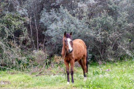 Téléchargez les photos : Pâturage de chevaux dans la verdure dans la nature - en image libre de droit