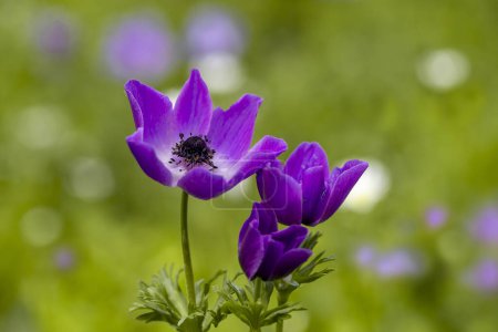 anemone The crowned mountain tulip or crowned anemone is a herbaceous perennial that lives in semi-sunny or sunny places. The petals are segmented and the flowers are red, pink or purple.
