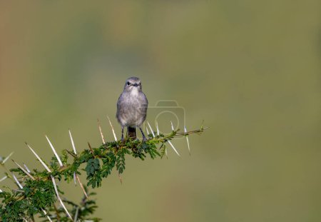 Gray Flycatcher on tree branch in African countryside