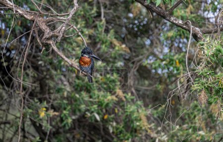 Kingfisher géant dans le parc national Kruger