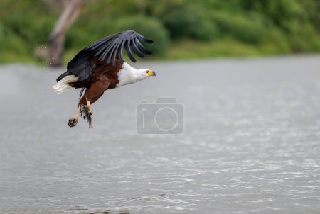 Afrikanischer Fischadler, Heilbutt, Erwachsener im Flug, Chobe Fluss, Okavango Delta in Botswana