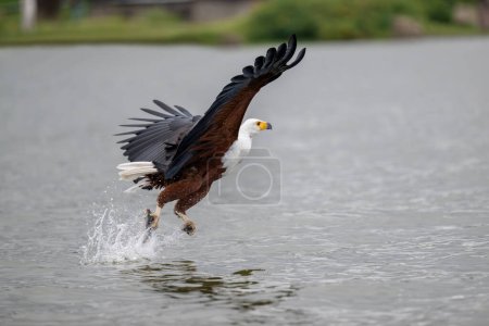 African Fish-Eagle, haliaeetus vocifer, Adulte en vol, Chobe River, delta de l'Okavango au Botswana
