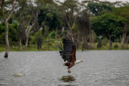 Águila pescadora africana, haliaeetus vocifer, Adulto en vuelo, Río Chobe, Delta del Okavango en Botswana