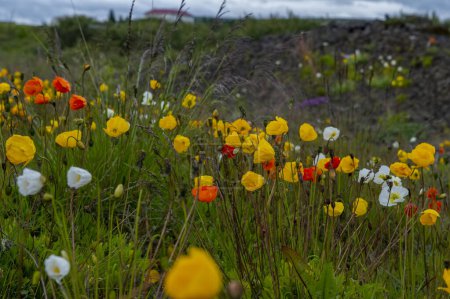 Papaver somniferum plant in the Icelandic countryside