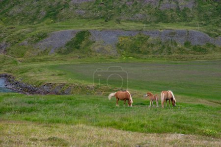 Eine Gruppe Islandpferde weidet auf grünen Weiden in Island