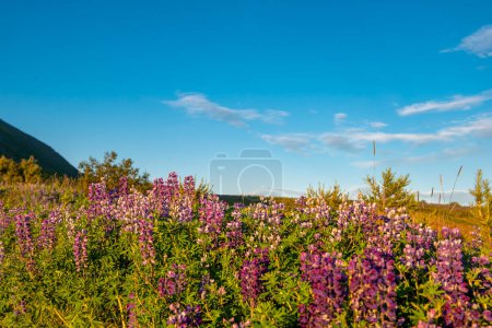 (Lupinus nootkatensis) Floraciones púrpuras nativas de Islandia