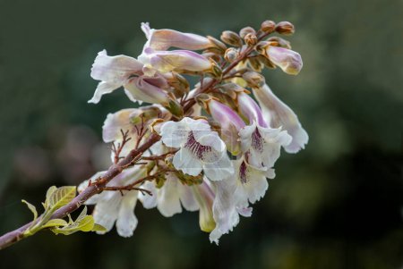 Paulownia kawakamii tree blooms in the park during spring season.