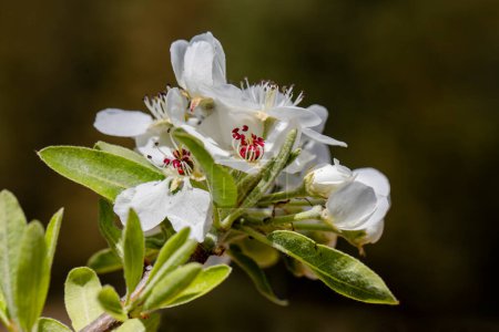 Poire commune, Poire sauvage (Pyrus Domestica), fleurs de printemps