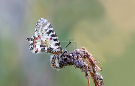 Selva vieira mariposa (Zerynthia cerisyi) en la planta