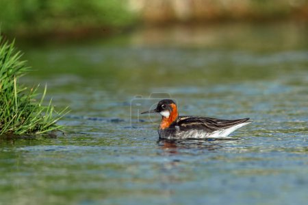 Red-necked Phalarope - Phalaropus lobatus small bird, breeds in the Arctic regions of North America and Eurasia, is migratory, spends the winter at sea in tropical oceans. Turkish name; sea whistle maker