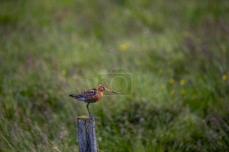 Common snipe (Gallinago gallinago) is a small, stocky wader bird native to the Old World. Breeding habitats are marshes, bogs, tundra and wet meadows throughout the Palearctic. Wildlife scene
