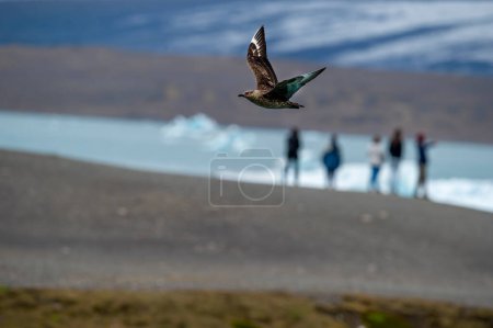 Grand oiseau de mouette pirate (Stercorarius skua) volant dans le ciel antarctique.