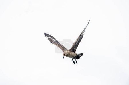 Grand oiseau de mouette pirate (Stercorarius skua) volant dans le ciel antarctique.