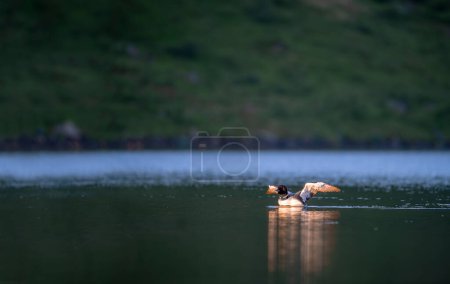 Prachttaucher, Eistaucher, Polartaucher oder Prachttaucher (Gavia arctica) schwimmen im Frühling in einem See.