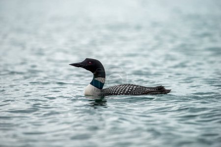 Photo for Black-throated loon, Ice diver, arctic loon or black-throated loon (Gavia arctica) swims in a lake in spring. - Royalty Free Image