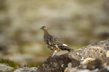Ptarmigan, Japanese female rock ptarmigan in summer plumage (Lagopus muta hyperborea)