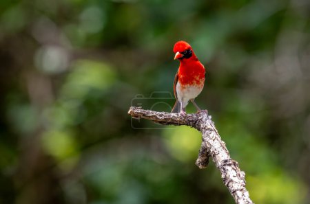 The red-headed weaver (Anaplectes rubriceps) is a bird commonly found in eastern and southern Africa in countries such as Zambia, Zimbabwe and most of Mozambique and Botswana.