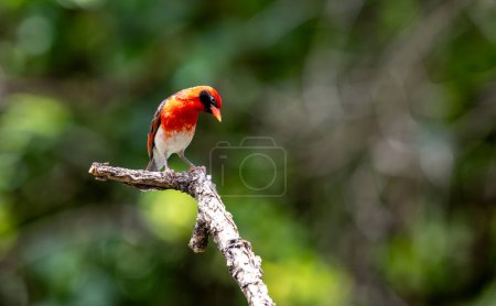El tejedor de cabeza roja (Anaplectes rubriceps) es un ave comúnmente encontrada en África oriental y meridional en países como Zambia, Zimbabwe y la mayor parte de Mozambique y Botswana..