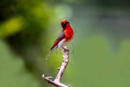 El tejedor de cabeza roja (Anaplectes rubriceps) es un ave comúnmente encontrada en África oriental y meridional en países como Zambia, Zimbabwe y la mayor parte de Mozambique y Botswana..
