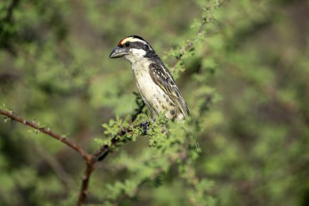 Kenya - (Red-fronted tinkerbird) bird on the tree branch.