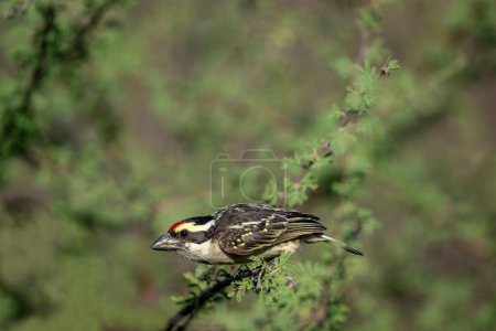 Kenia - (Rotstirn-Tüftler) Vogel auf dem Ast.