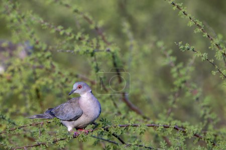 Photo for Red-eyed turtledove at Satara in the Kruger National Park, South Africa. - Royalty Free Image