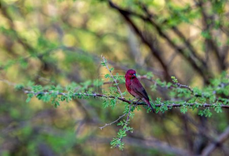Male Red-billed Firefinch (Lagonosticta senegala) perched on a branch