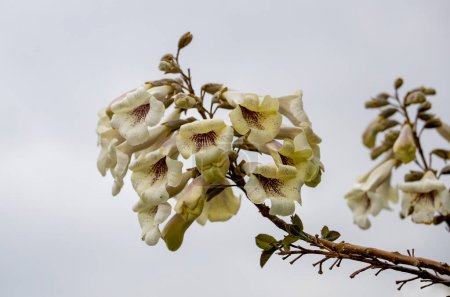 Paulownia kawakamii tree blooms in the park during spring season.