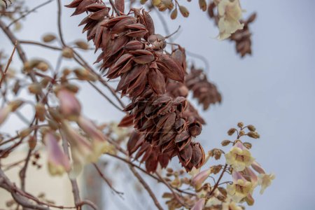 Paulownia kawakamii blüht im Frühling im Park.
