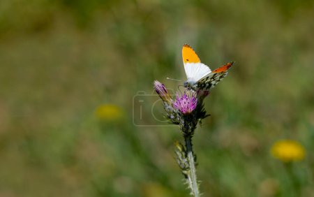 Orangefarbener Schmetterling (Anthocharis cardamines) auf Pflanzen
