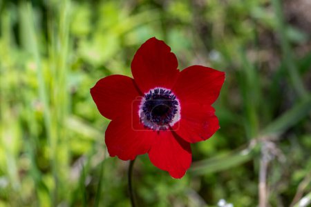 View of a single red poppy anemone flower on field. Beautiful plant. ( Anemone coronaria )