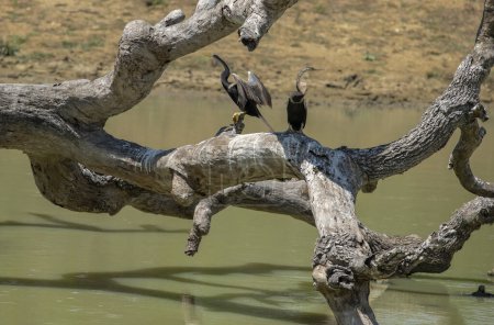 Schlangenhals. Der Anhinga, manchmal als Schlangenvogel, Darter, Amerikanischer Darter oder Wasserpute bezeichnet, ist ein Wasservogel, der in warmen Regionen Amerikas lebt..