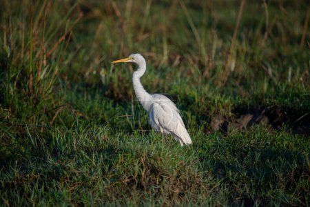 The eastern egret, the white heron of the genus Ardea, is generally considered a subspecies of the great egret. In New Zealand it is known as the white heron or by its Maori name kotuku