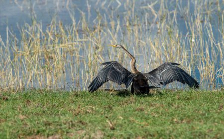 Snakeneck. The anhinga, sometimes called snakebird, darter, American darter, or water turkey, is a water bird that lives in warm regions of the Americas.