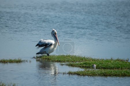 Pelecanus philippensis is a very large water bird species from the pelicans family. It spends its breeding season in southern Asia, from southern Pakistan through India to Indonesia.