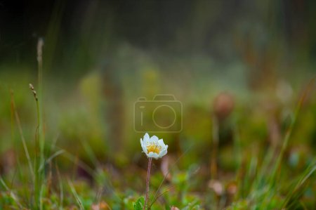 Mountain flower (Alpenanemone) in bloom in the Icelandic countryside