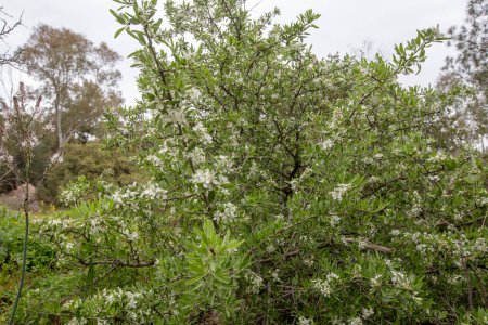 pera común, pera silvestre (Pyrus Domestica), flores de primavera