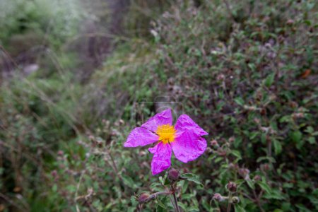 Cistus creticus- Laden; It is a plant species with white or pink flowers that make up the Cistus genus of the Cistaceae family.