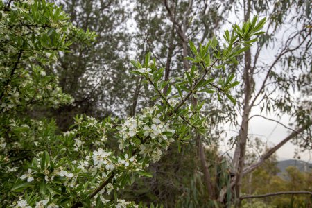 Birne, Wilde Birne (Pyrus Domestica), Frühlingsblumen