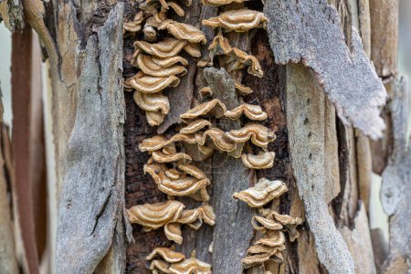 Tinder-Pilze auf einem Baumstamm.