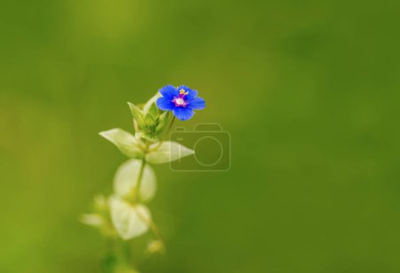 Photo for Cicuta, white beautiful flower, poisonous plant - Royalty Free Image