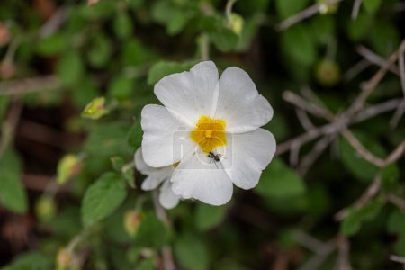 Cistus creticus- Laden; Es ist eine Pflanzenart mit weißen oder rosa Blüten, die die Cistus-Gattung aus der Familie der Cistaceae bilden.