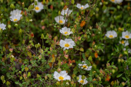 Cistus creticus- Laden; Es ist eine Pflanzenart mit weißen oder rosa Blüten, die die Cistus-Gattung aus der Familie der Cistaceae bilden.