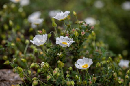 Cistus creticus- Laden; It is a plant species with white or pink flowers that make up the Cistus genus of the Cistaceae family.