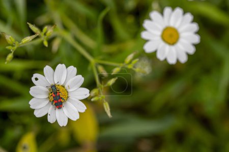 On the daisy plant, Trichodes alvearius is a species of Soldier or Checkered bug belonging to the family Cleridae.