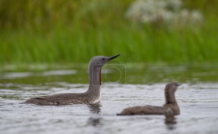 Photo for The exquisite beauty of the red-throated loon (Gavia stellata) (Icelandic red-throated loon) is a migratory water bird found in the northern hemisphere. - Royalty Free Image