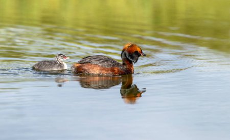 Eared grebe (Podiceps auritus) in natural habitat in Iceland.