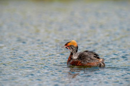 Photo for Eared grebe (Podiceps auritus) in natural habitat in Iceland. - Royalty Free Image